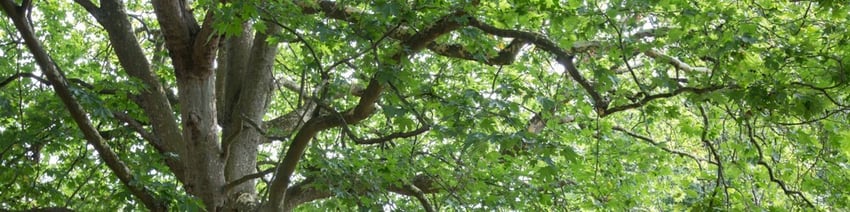 Tree Branches