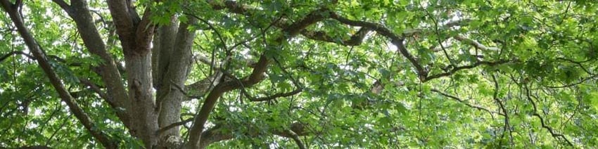 Tree Branches