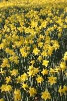 When all at once I saw a crowd, A host, of golden daffodils;