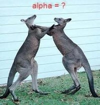 kangaroo fight