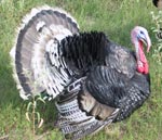 Happy Thanksgiving!
