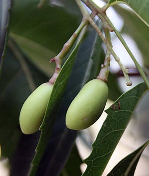 graine de margousier