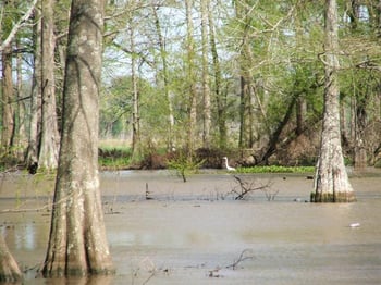 Constructed Treatment Wetlands (CTWs) are a low-cost, environmentally-friendly treatment method for waters affected by nitrogen pollution.