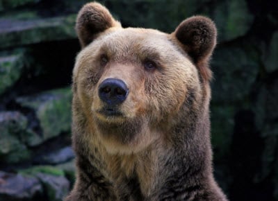 bear