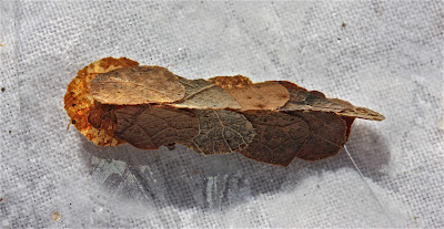 casemaker leaf