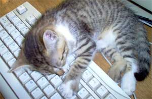 I'm not moving until you customize my statistical software!