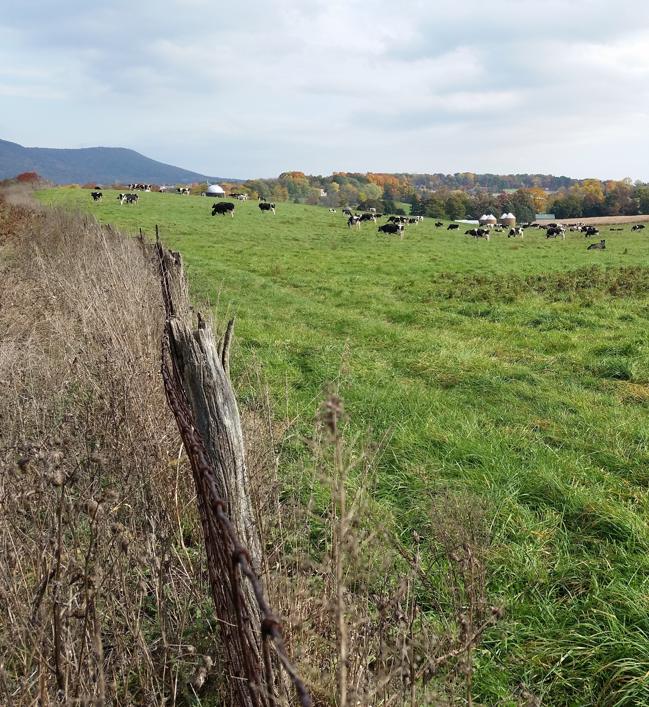 Cows