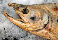 Brain Activity in a Dead Salmon? 