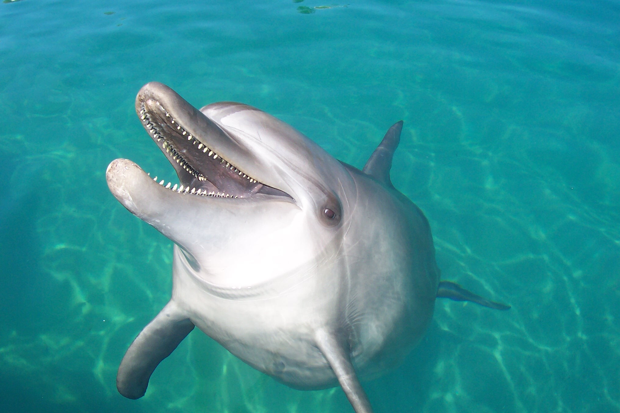 Dolphin