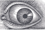 eye