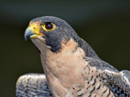 falcon