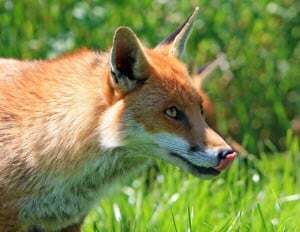 fox