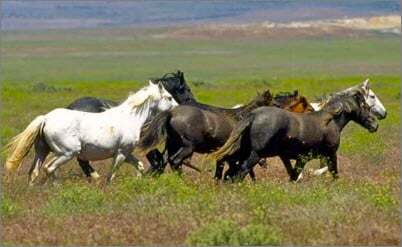 horses