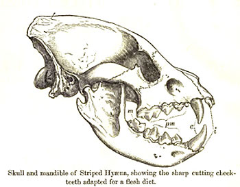 Hyena skulls: optimized for cracking bones! 