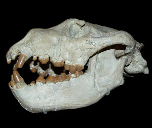 A skull made for cracking some bones! 