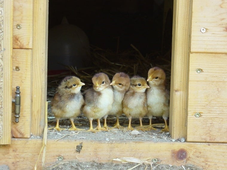 chickens