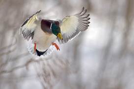 duck