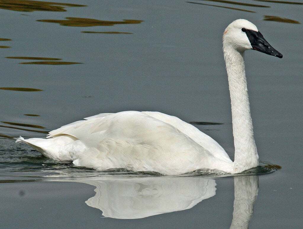 Swan
