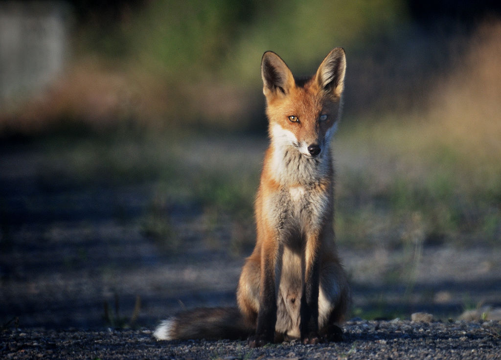 hungry fox