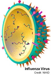 Influenza virus