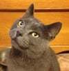 The Stats Cat