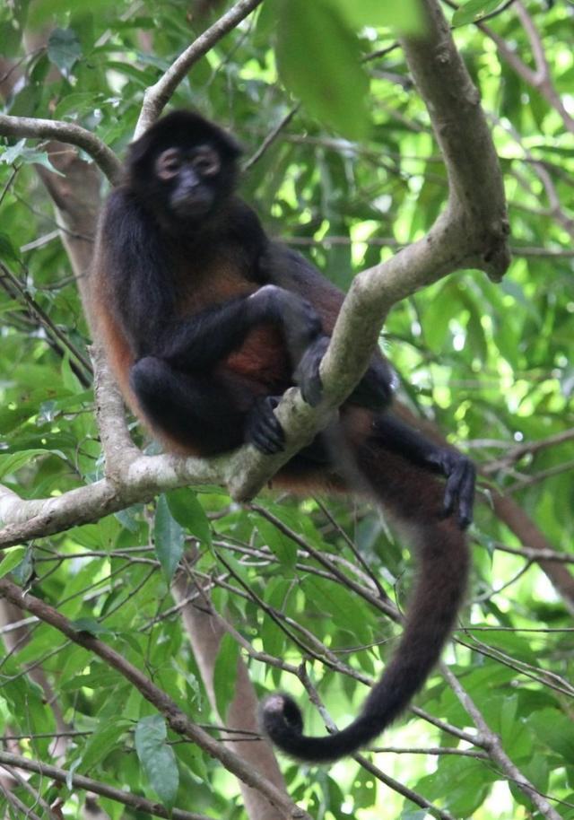 Monkey