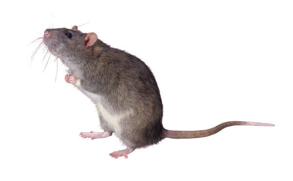 mouse