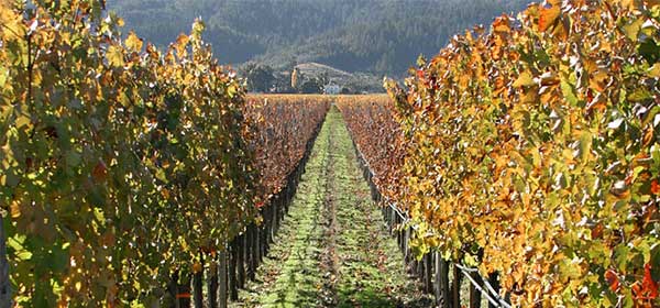 Napa Valley