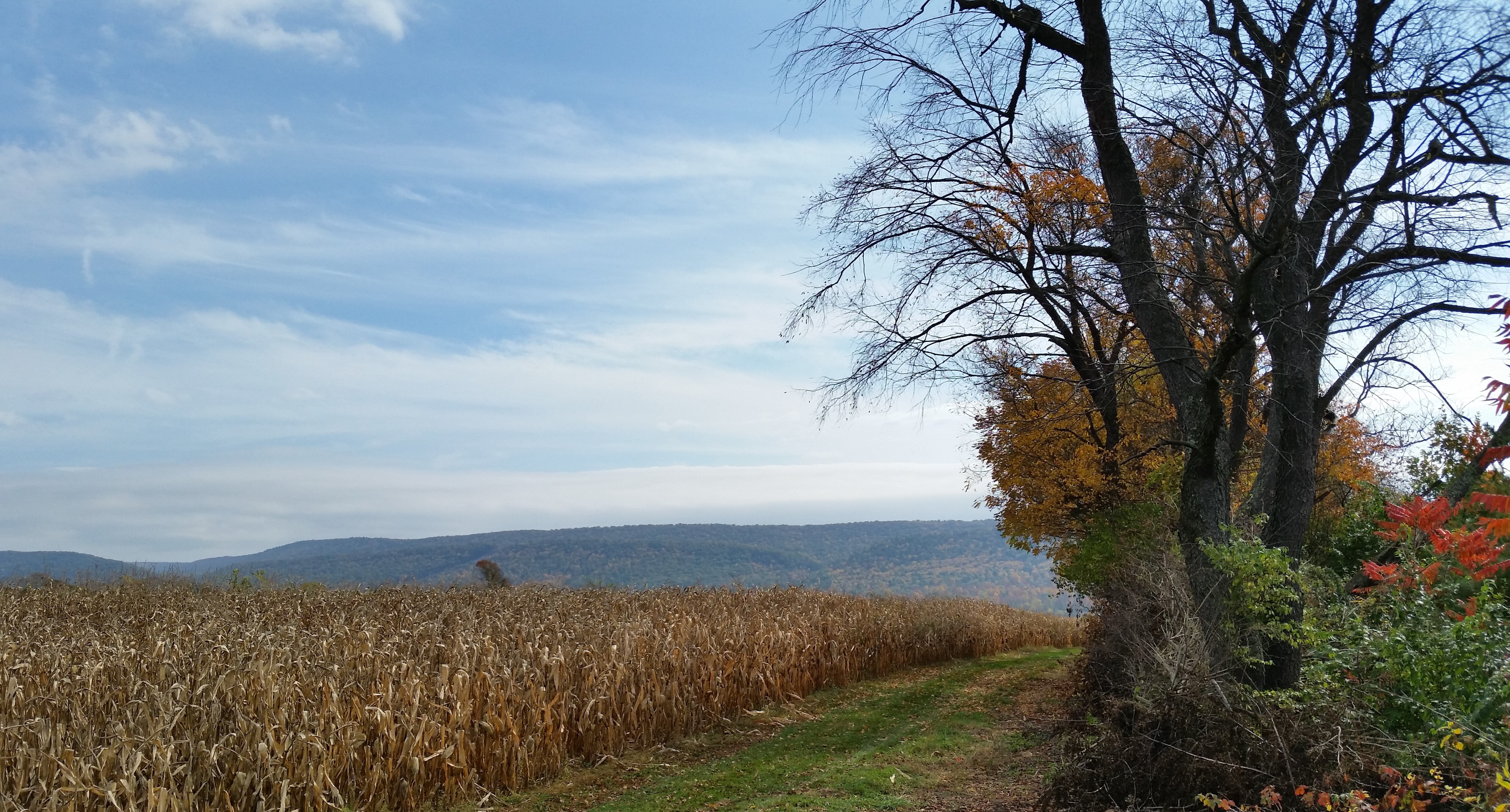 Ridge and meadow