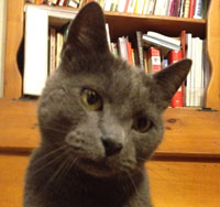 The Stats Cat Wants Your Data