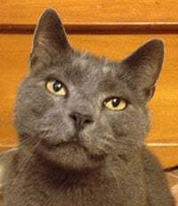 The Stats Cat 