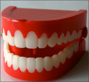 Teeth
