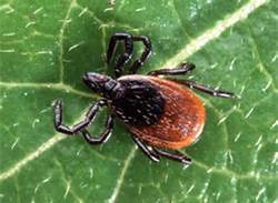 Deer Tick
