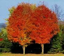 fall trees