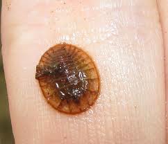 water penny