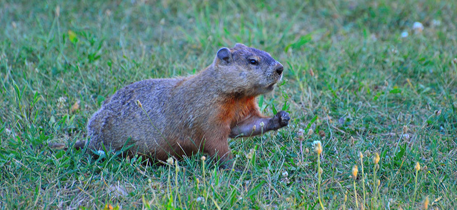 Punxsutawney Phil And His 2 Sample T Test