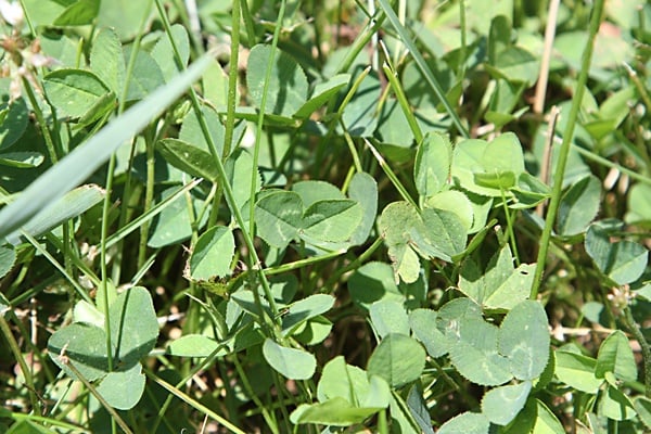 What are your odds of finding a four-leaf clover?