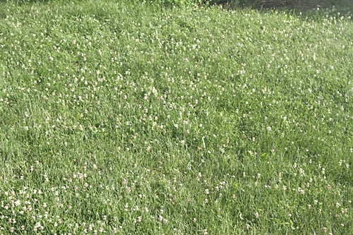 Clover field