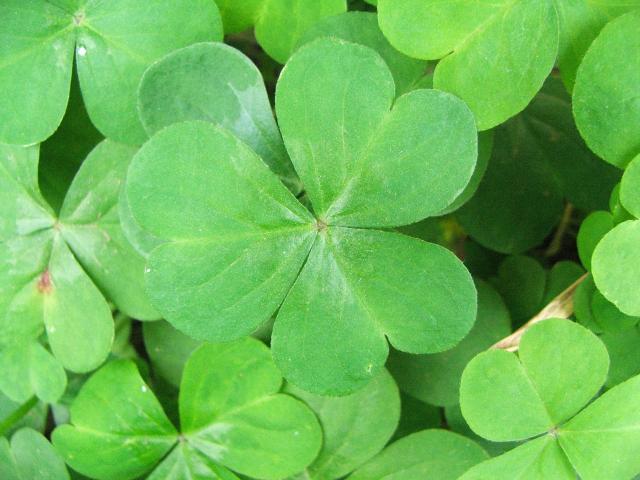 what does the four leaf clover do in microsoft treasure hunt