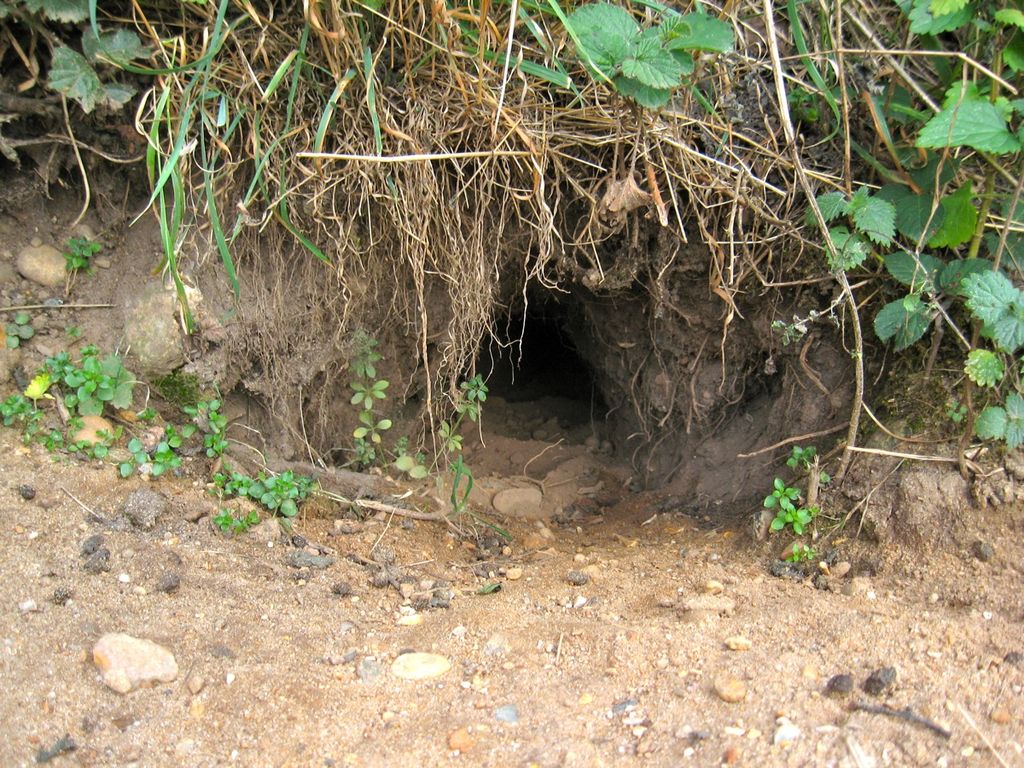 Rabbit burrow