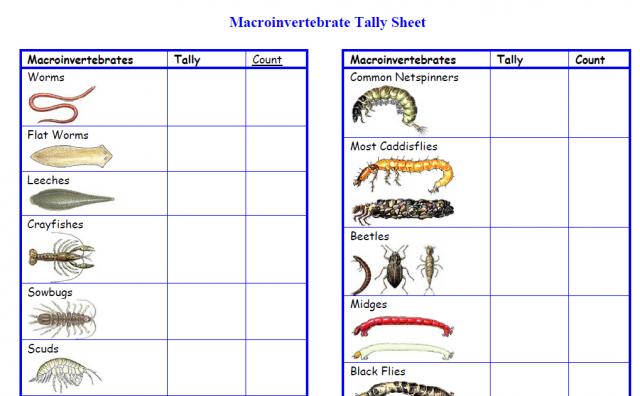 Macroinvertebrates And Water Quality Chart