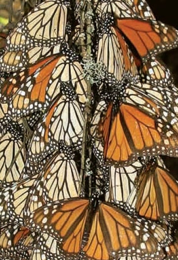 monarch cluster