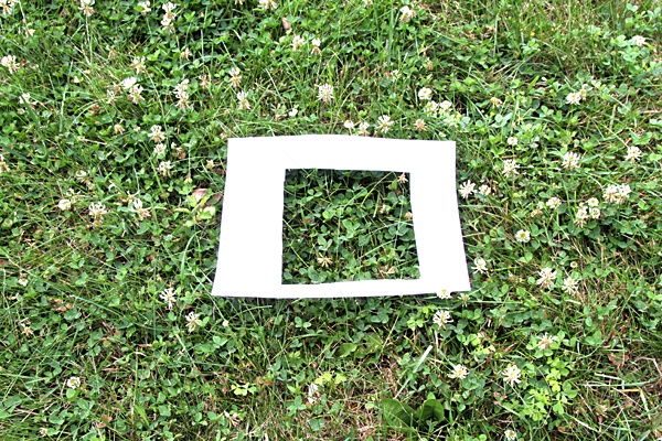 What are the odds? Woman finds 21 four-leaf clovers in her front yard