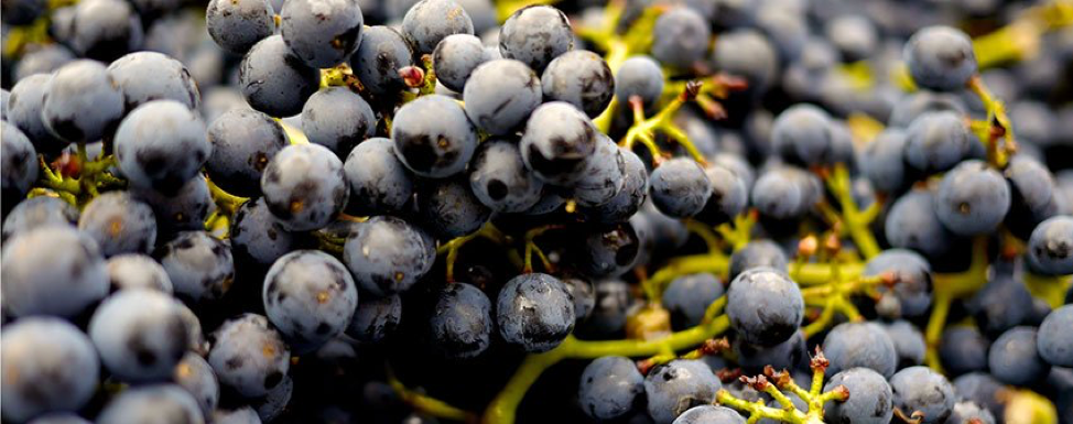 grapes-minitab